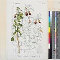 Image result for Tinnea aethiopica