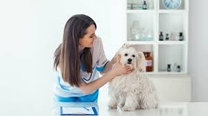 Compare the top pet insurance companies for dogs. Top 6 Best Pet Insurance Companies For 2021 Comparison And Reviews