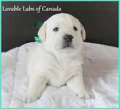 Lovable Labs Of Canada Labs Of Canada Polar Bear Lab