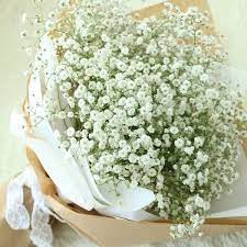 Your best bet is sneaking in through a winding path. Large Baby S Breath Bouquet Flower Chocolate Snacks And Gift Delivery In Seoul And South Korea Korea S Most Trusted Online Flower And Gift Store With English Service And 350 Reviews