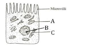 Epithelial cells are central to the pathogenesis of multiple lung diseases. The Diagram Below Represents Microvilli On Epithelial Cells