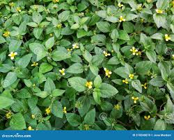 Image result for Calyptocarpus vialis