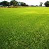 We can highly recommend dennis's service lawn care for are lawn care needs! 1