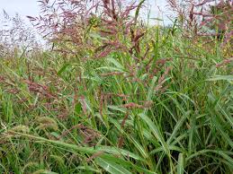 Image result for Sorghum halepense