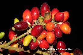 Image result for Lepisanthes