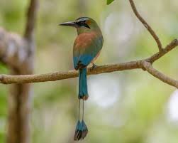 That is why it was Turquoise Browed Motmot Facts Diet Habitat Pictures On Animalia Bio