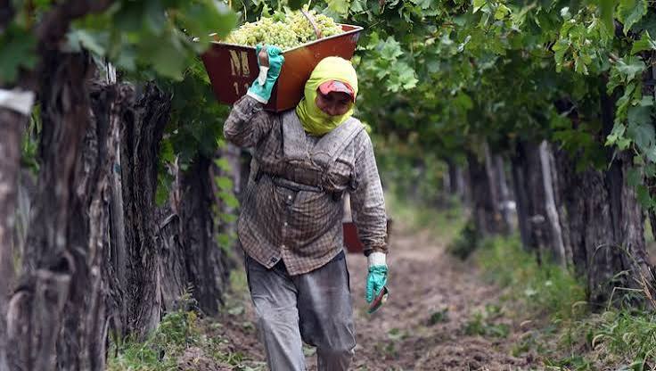 Advierten que producir vino ya implica perder $2,65 millones por hectárea