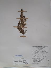 Image result for Vahlia digyna