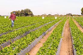 Book cheap flights to malaysia. Cerita Asas Keusahawanan Kepentingan Potensi Dan Cabaran Perniagaan Berasaskan Pertanian Di Malaysia