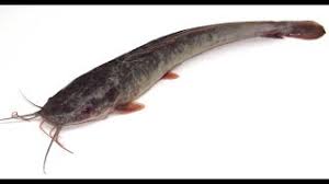 Hasil gambar untuk jenis ikan lele