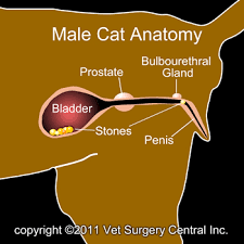 They gave me some medicine, to kill the bacteria, and suggested to buy urinary tract infection cat food. Animal Surgical Center Of Michigan Veterinarian In Flint Mi