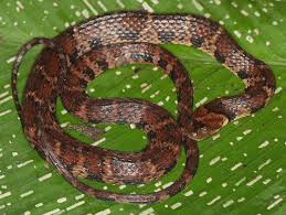 Image result for Hydrops triangularis