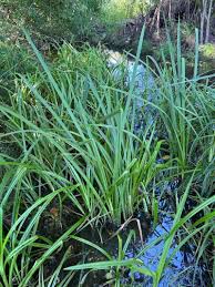 Image result for Cyperus dives