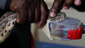 Snake, any of more than 3,400 species of reptiles distinguished by their limbless condition and greatly elongated body and tail. How To Make Snake Venom Without Any Snakes The Atlantic