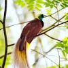 It is distributed widely in southern and northeastern new guinea, where its name is kumul. Https Encrypted Tbn0 Gstatic Com Images Q Tbn And9gcskyosmvxsrpswcfpa0y87dtol3rzkaa7ejkav6m1uy6jnt2vou Usqp Cau