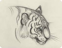 Tiger Head Drawing By Jaw Cooper Animal Drawings Tiger Illustration Animal Illustration