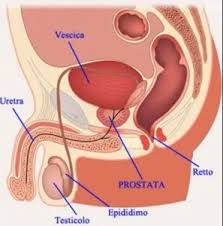 Ma un'eccessiva assunzione è invece estremamente dannosa. Bere Birra Fa Male Alla Prostata Prostatite24 Com