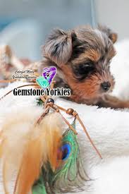 Teacup yorkie litter ready to go, contact us now for pick up at email: Rare Exotic Colored Yorkies Merle Yorkies Usa Teacup Puppies Merle Yorkie Puppies For Sale Merle Yorkies Califorina Near Me Gemstone Yorkies Boutique Exotic Rare Yorkies Merle Yorkies Breeder California Teacup Yorkie Puppies