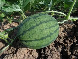 Many people have no idea how to select a watermelon. Sugar Baby Watermelon What Are Baby Watermelons How To Grow Them