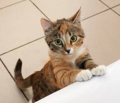 At all pets animal hospital, we recognize the strong bond between people and their pets. Emergency Vet In Orange County Ca 24 7 Emergency Animal Hospital
