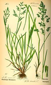 Poa stiriaca ist eine art aus der gattung poa die circa 552 bis 709 arten umfasst und zur familie der poaceae (gräser) gehört. Rispengraser Wikipedia