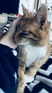 Zekai Yasar Adli Kullanicinin Duvar Kagitlari Panosundaki Pin 2020 Kedi Kediler Ve Yavrulari Sevimli Kedi Yavrulari