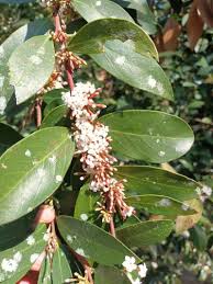 Image result for Acokanthera