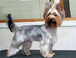 Which one your yorkie will get depends on your as their hair is like ours, it keeps growing and needs maintenance between his full haircuts. Haircuts004 Baby Yorkie Haircuts