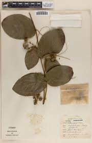 Image result for Rhaphiostylis beninensis