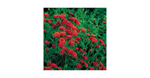 Image result for Emilia tessmannii