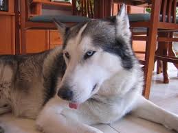 Pin On My First Husky