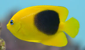 We did not find results for: Something Fishy Aquarium Livestock Fish Rock Beauty Angel Small