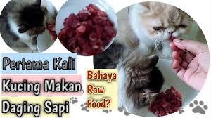 Cara Membuat Wet Food Untuk Kucing Daging Ayam Untuk Kucing Membuat Makanan Kucing Murah Youtube