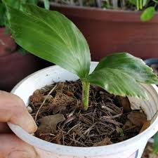 Image result for Aiphanes horrida