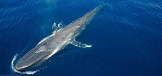 Image result for whale