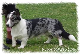 The cheapest offer starts at £1,350. Cardigan Welsh Corgi Puppies Breeders Welsh Corgis
