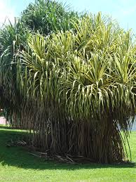 Image result for Pandanus