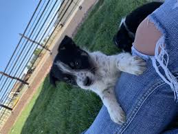 Join millions of people using oodle to find puppies for adoption, dog and puppy listings, and other pets adoption. Austrailian Blue Heeler Puppies For Sale Pueblo West Co 299216