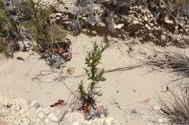 Image result for Anthospermum