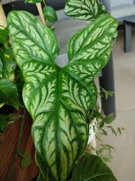 Image result for Cercestis