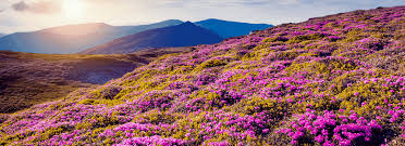 Valley of flowers national park is an indian national park, located in north chamoli and pithoragarh, in the state of uttarakhand and is kno. Valley Of Flowers Tour Uttarakhand Taxi Hotels 20 Off