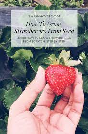 How To Grow Strawberries From Seeds Video The Whoot Growing Strawberries Strawberry Seedlings Strawberry