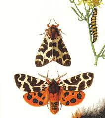 1956 Cinnabar Moth And Garden Tiger Moth Vintage Offset Lithograph To Frame Illustration Papillon Art Papillon Lepidoptere