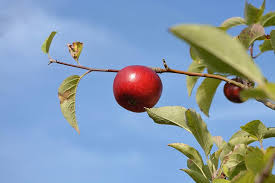 Here is what is in our orchard: Red Apple Orchard Fruit Food Culinary Love Apples Fruit Tree Nature Power Red Fruits Orchard Leaves Pikist