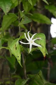 Image result for Jasminum sp. A