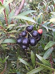 Image result for Syzygium niassense