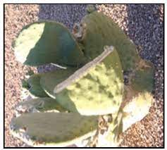 I like the replanting of all healthy. Pruning Cacti And Other Desert Succulents Extension University Of Nevada Reno