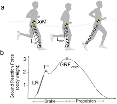 Running In Highly Cushioned Shoes Increases Leg Stiffness