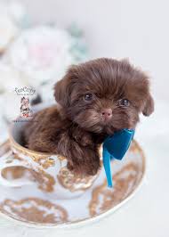 They usually have a height of up to about 11 inches, and they come in lots of colors including brown, black, white, and gold. Chocolate Shih Tzu Breeder Teacup Puppies Boutique