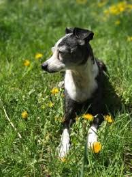 Please don't hesitate to contact us! We Love Our Pets Arapahoe Libraries